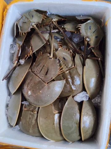 แมงดาทะเล มาวินซีฟู้ดส์